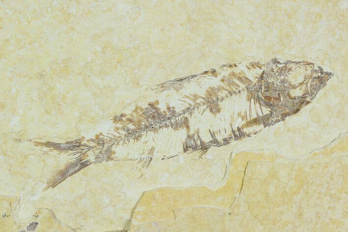 Bargain, Detailed Fossil Fish (Knightia) - Wyoming #120411
